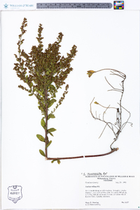 Lechea mucronata image