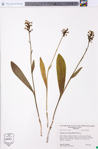 Platanthera clavellata image