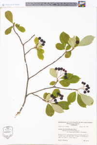 Aronia × prunifolia image