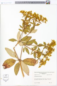 Eriogonum allenii image