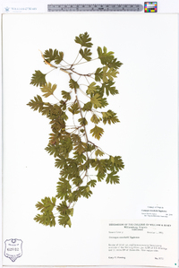 Crataegus marshallii image