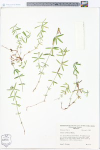 Galium uniflorum image