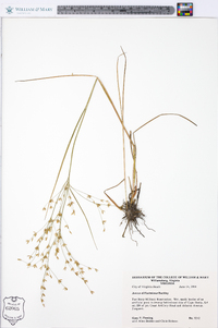 Juncus diffusissimus image