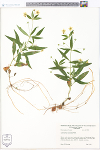 Lysimachia lanceolata image