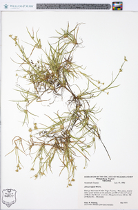 Juncus repens image