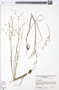 Juncus debilis image