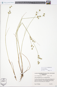 Juncus scirpoides image