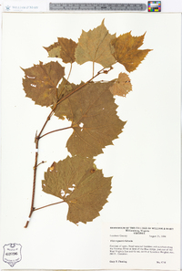 Vitis rupestris image