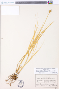 Carex albolutescens image