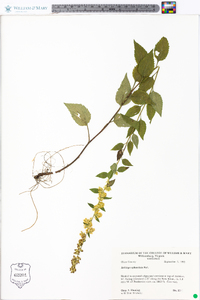 Solidago sphacelata image