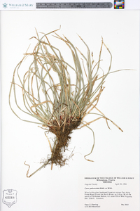 Carex pedunculata image