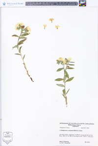 Lithospermum canescens image