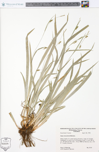 Carex laxiculmis image