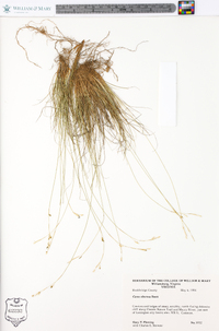 Carex eburnea image