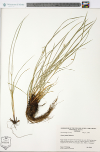 Carex jamesii image