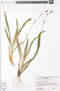 Carex plantaginea image