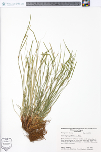 Carex oligocarpa image