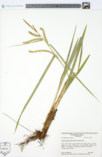 Carex schweinitzii image