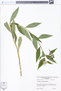 Lithospermum latifolium image