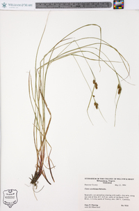 Carex caroliniana image