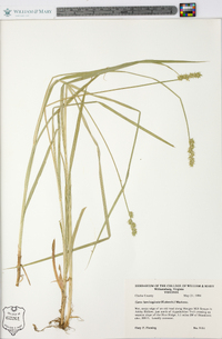 Carex laevivaginata image