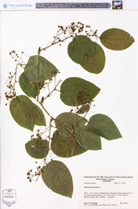 Smilax tamnoides image