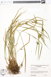 Carex crebriflora image