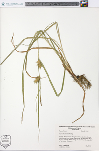 Carex louisianica image