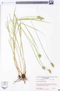 Carex albolutescens image