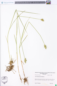 Carex longii image