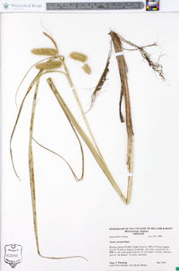 Carex comosa image