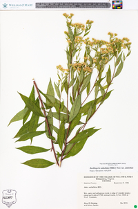 Doellingeria umbellata var. umbellata image