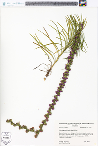 Liatris graminifolia image