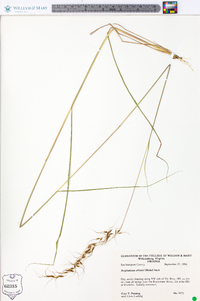 Sorghastrum elliottii image