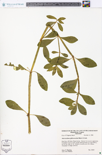 Alternanthera philoxeroides image