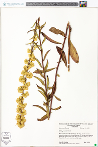 Solidago erecta image