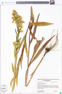 Solidago sempervirens image