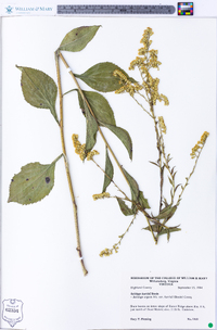 Solidago harrisii image