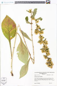 Solidago squarrosa image