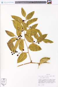 Smilax smallii image