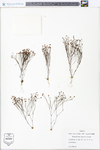 Stipulicida setacea image