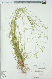 Poa autumnalis image