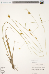 Carex turgescens image