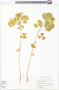 Oxalis grandis image