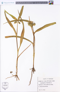 Tradescantia virginiana image