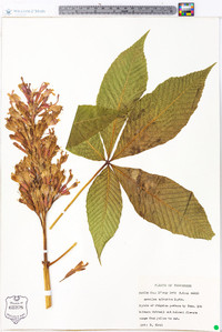 Aesculus sylvatica image