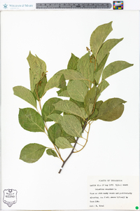 Celastrus scandens image