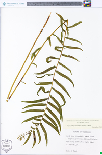 Athyrium pycnocarpon image