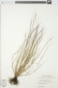 Aristida oligantha image