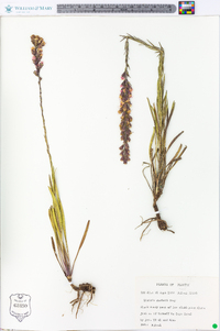 Liatris garberi image